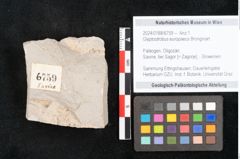 Foto (Objekt + Etikett) von Glyptostrobus europaeus Brongniart (NHMW-GEO-2024-0188-6759)